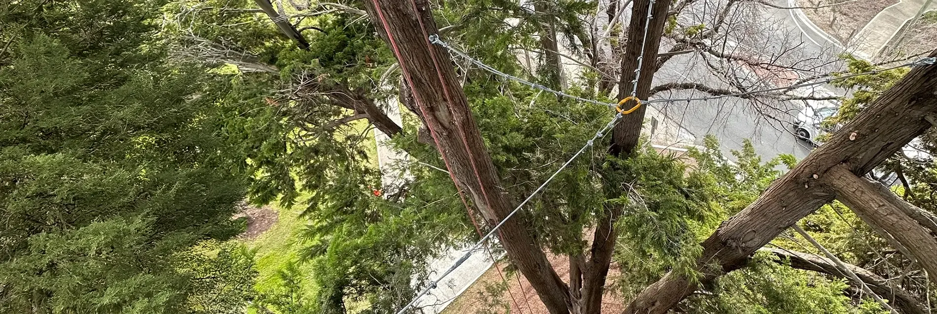 Cabling & Bracing - Tree Technician