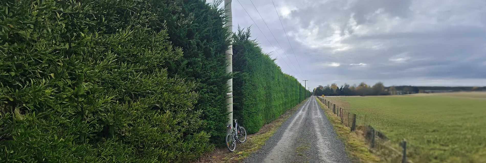 Hedge Trimming Service - Tree Technician
