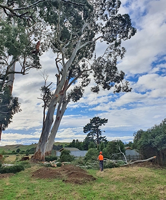 Tree Work