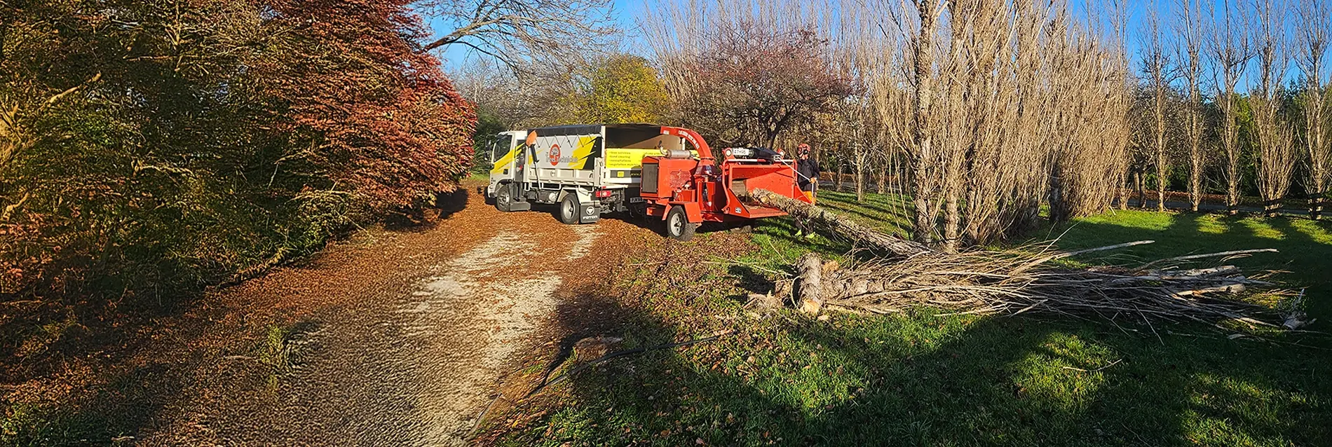 Tree Removal - Tree Technician
