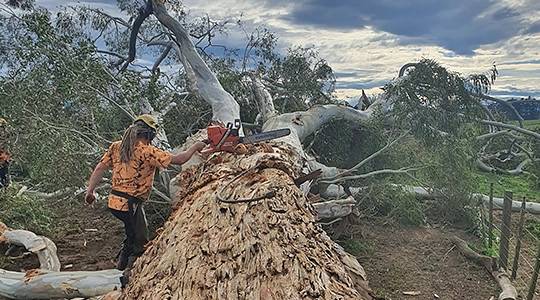 Certified Arborist Canterbury_Arborists