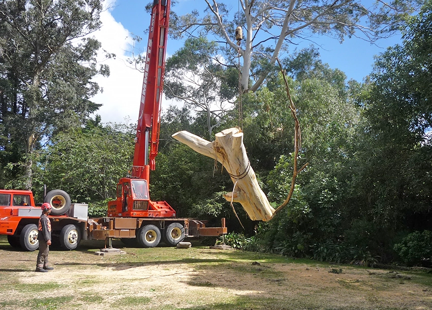 Tree Technician