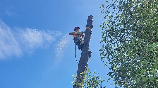 Certified Arborist Canterbury