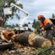 Emergency Tree Removal Canterbury After a Storm