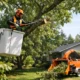Tree Pruning Services That Protect Your Property