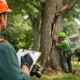Tree Risk Assessment for Safer Properties