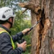How to Identify Hazardous Tree Symptoms Safely