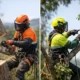 Tree Removal Versus Pruning: Which Is Right?