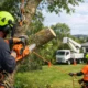 Tree Services Near Me for Safer Properties